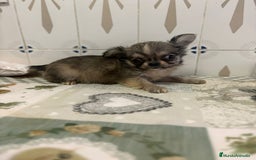 Chihuahua perros en venta: Chihuahua pelo largo cabeza 🍏 - Imagen 8