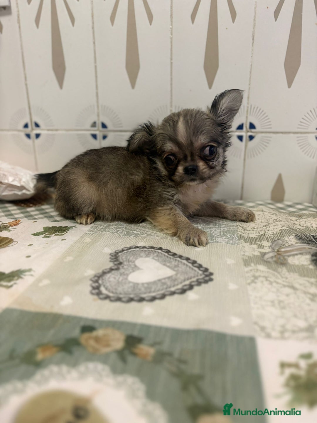 Chihuahua perros en venta: Chihuahua pelo largo cabeza 🍏 - Imagen 8