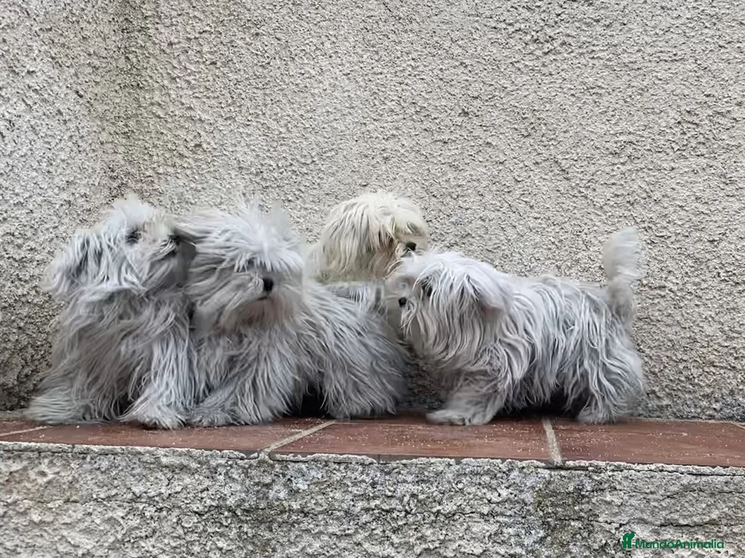 Bichón Maltés perros en venta: Bichon maltes , cachorros  en Madrid - Anuncio 5