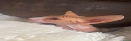 Sphynx gatos en venta: Sphynx Macho disponible  - Anuncio 2