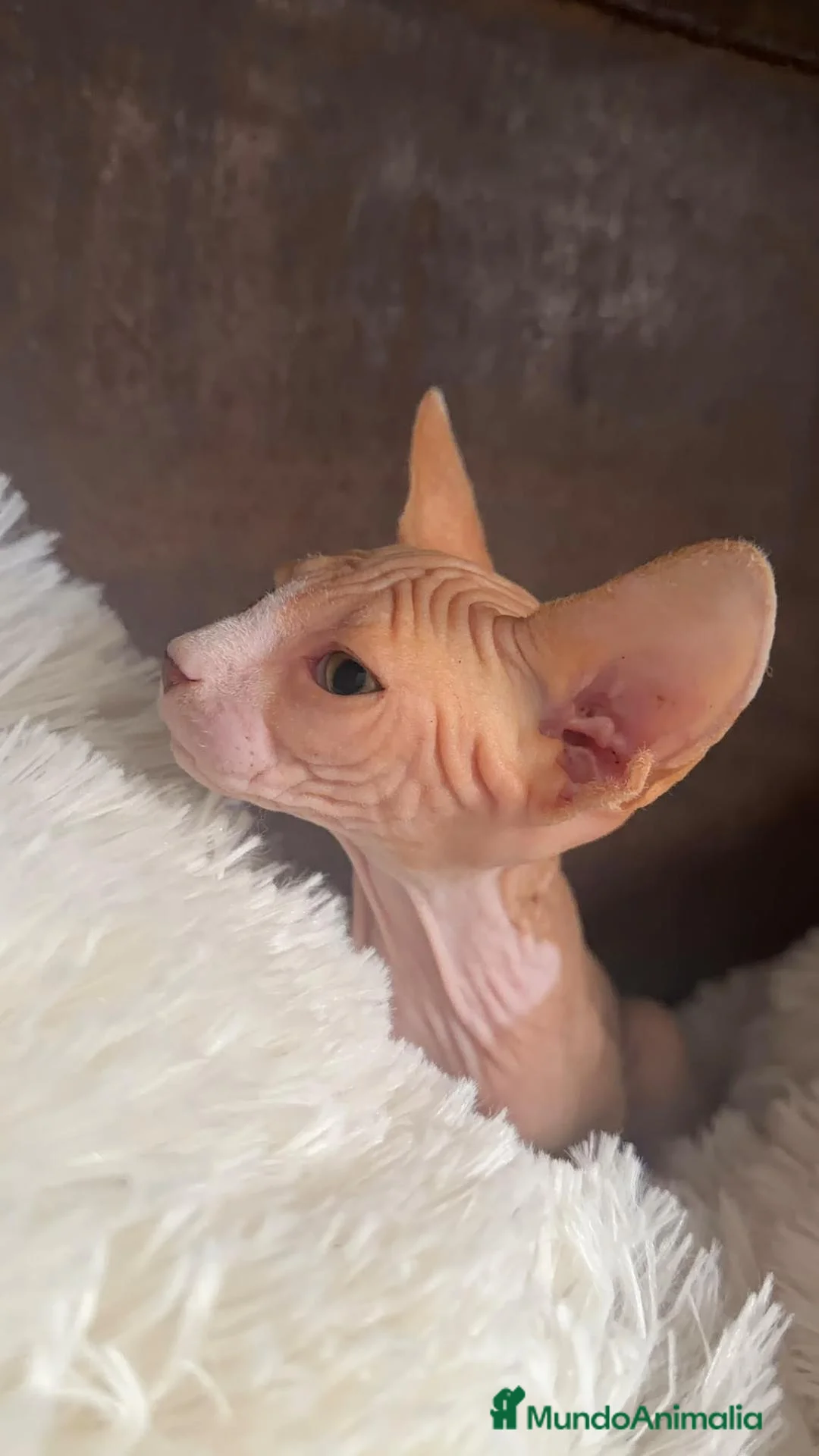 Sphynx gatos en venta: Sphynx Macho disponible  - Anuncio 2