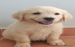 Golden Retriever perros en venta: Golden Retriever  - Imagen 1