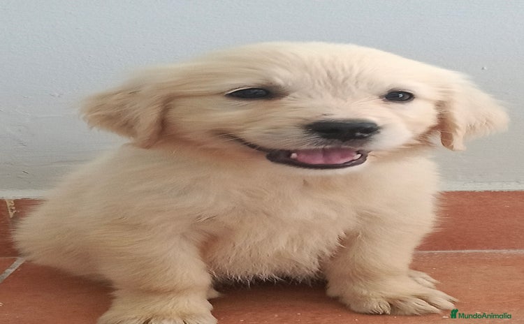 Golden Retriever perros - Anuncio 1