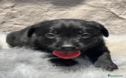 Labrador Retriever perros en venta: CAMADA LABRADOR RETRIEVER NEGRO - Imagen 5
