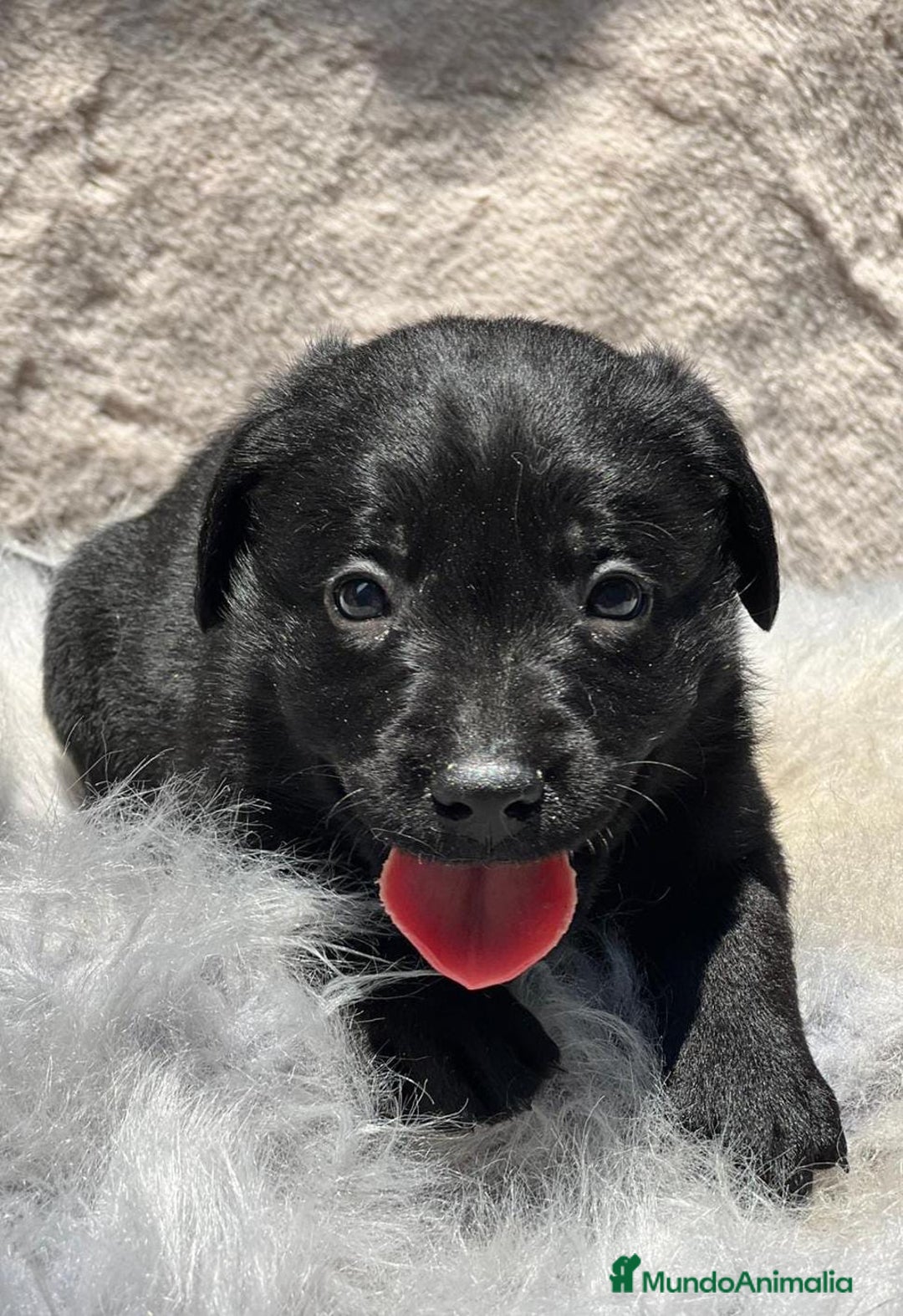 Labrador Retriever perros en venta: CAMADA LABRADOR RETRIEVER NEGRO - Imagen 5