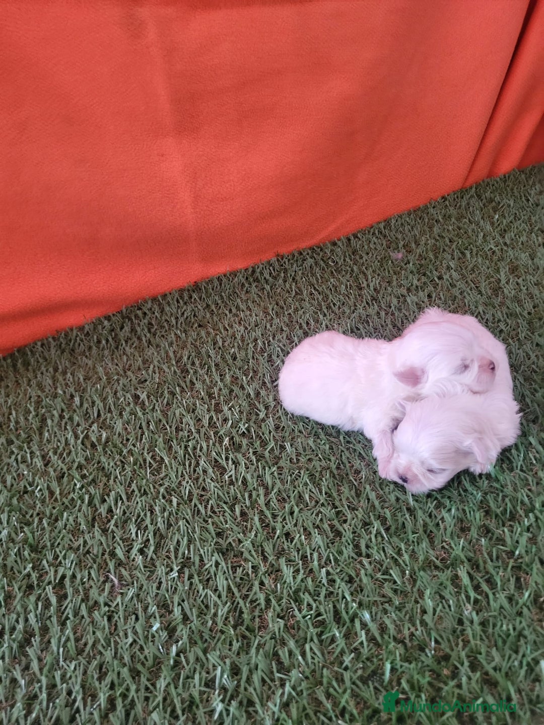 Bichón Maltés perros en venta: Bichon Maltés  - Imagen 1