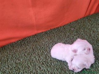 Bichón Maltés perros - Anuncio 4