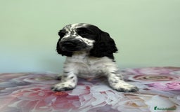 Cocker Spaniel Inglés perros en venta: Preciosos machos cocker inglés  - Imagen 3