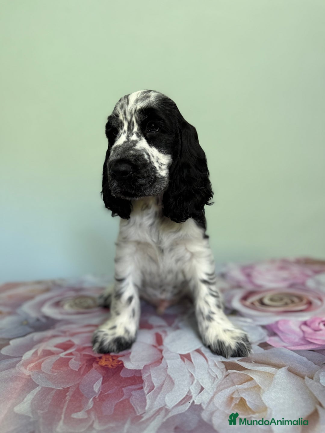 Cocker Spaniel Inglés perros en venta: Preciosos machos cocker inglés  - Imagen 3