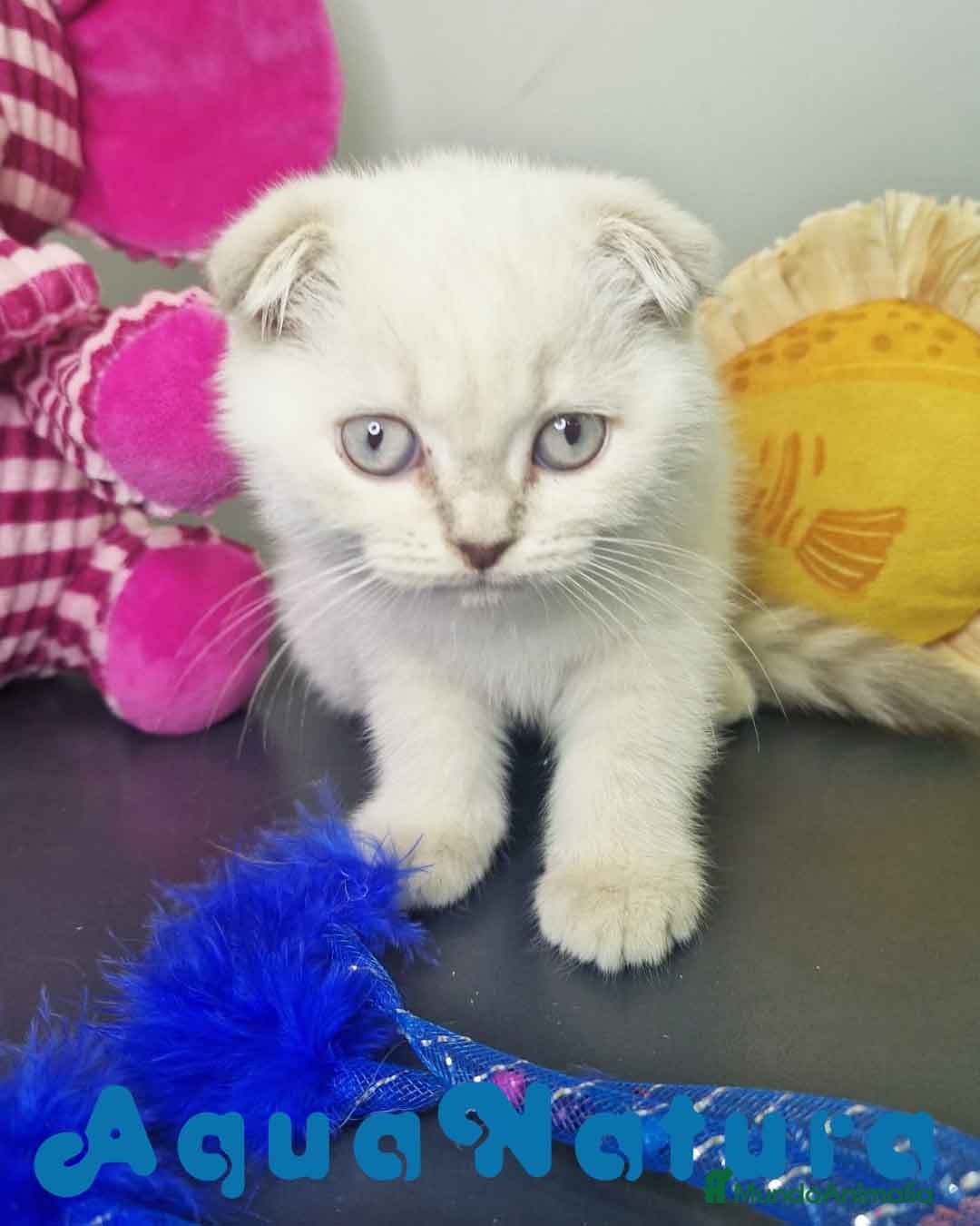 Scottish Fold gatos en venta: Scottish Fold Macho 7912 AQUANATURA - Imagen 4