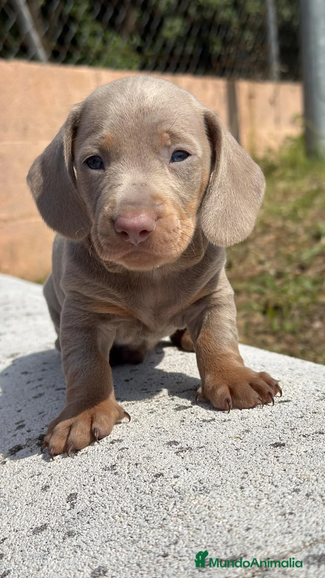 Teckel Miniatura perros en venta: TECKEL MINIATURA ISABELLA Y MERLE - Anuncio 1