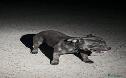 Staffordshire Bull Terrier perros en venta: Staffordshire Bull Terrier Blue  - Imagen 3