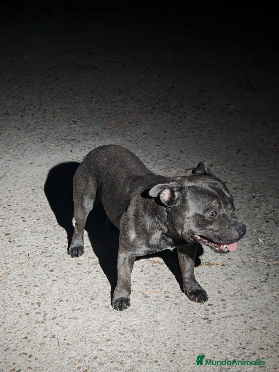 Staffordshire Bull Terrier perros en venta: Staffordshire Bull Terrier Blue  - Imagen 3