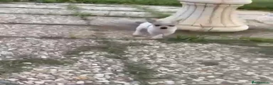 Chihuahua Cachorro 2