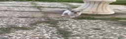 Chihuahua perros en venta: Hembras Chihuhuas  - Anuncio 7