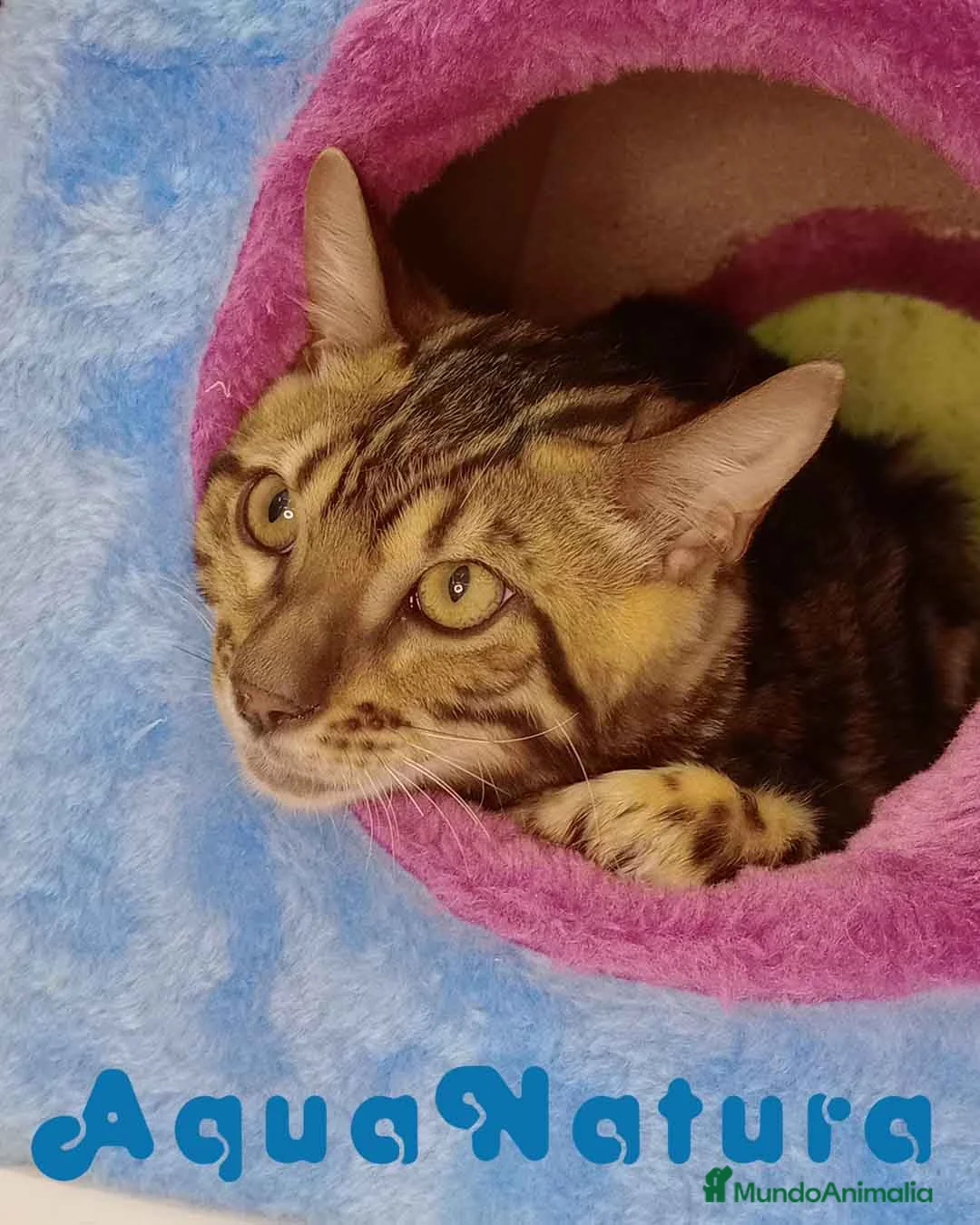 Bengalí gatos en venta: Bengali Macho 6161 - AQUANATURA en Barcelona - Anuncio 4