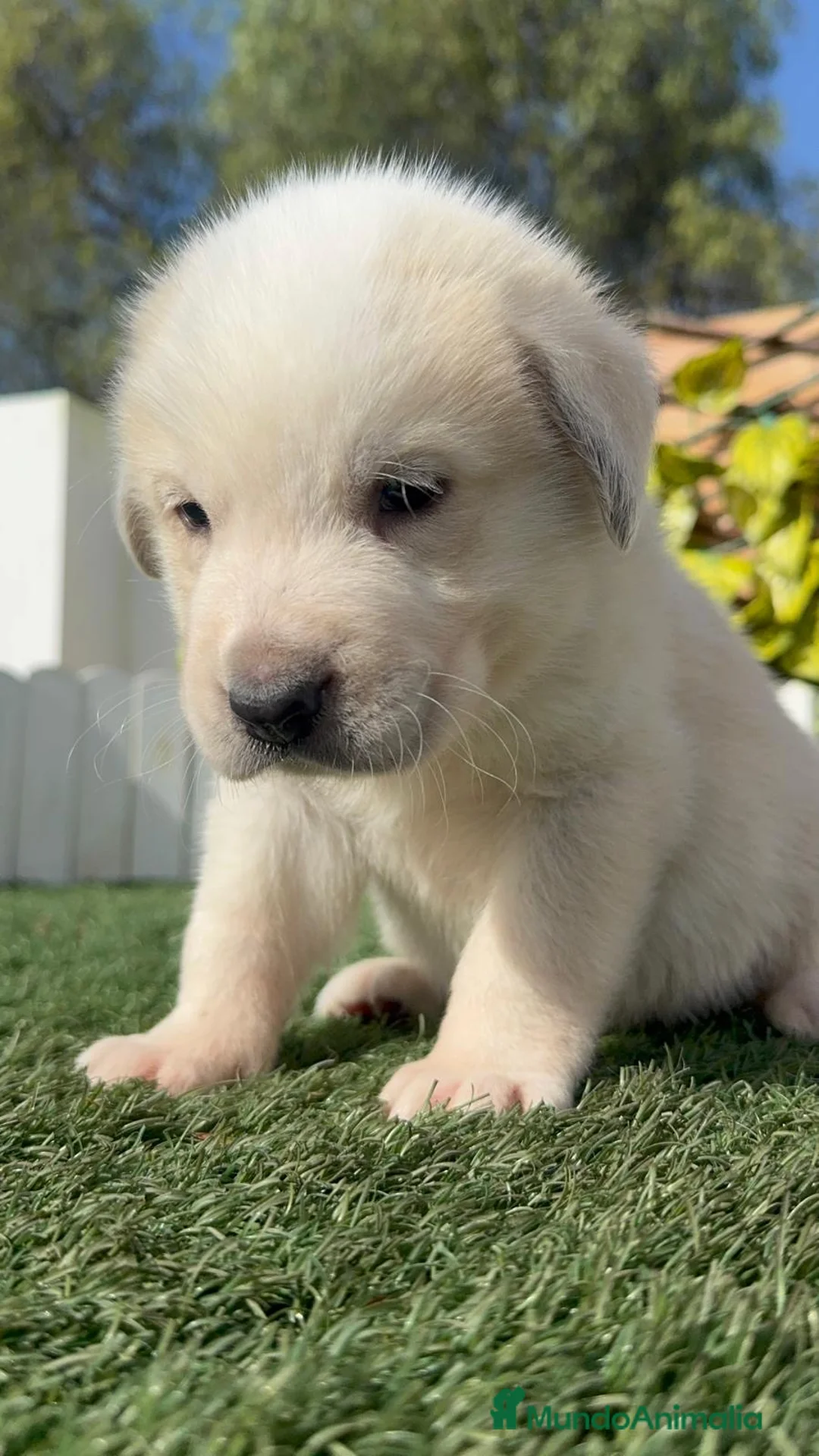 Mastín Español perros en venta: MASTIN ESPAÑOL - Anuncio 8