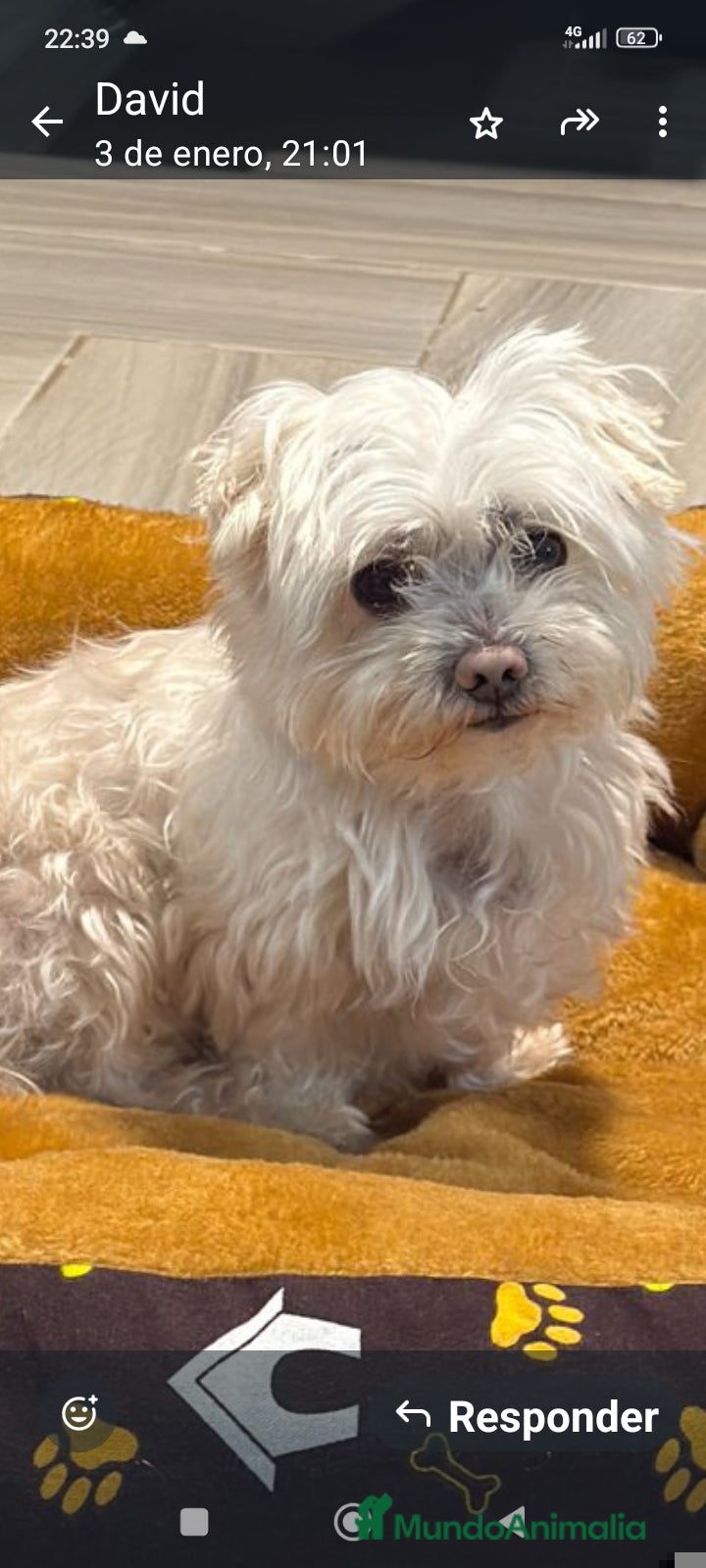 Raza Mixta perros Bichón maltés maltipoo - Anuncio 2