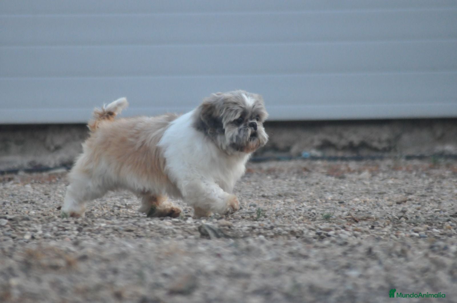 Shih Tzu perros Preciosa camada - Anuncio 1