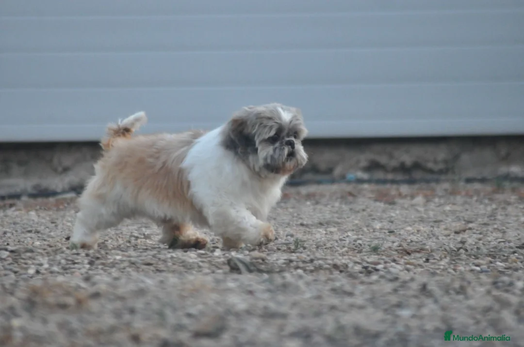 Shih Tzu perros en venta: Preciosa camada - Anuncio 1