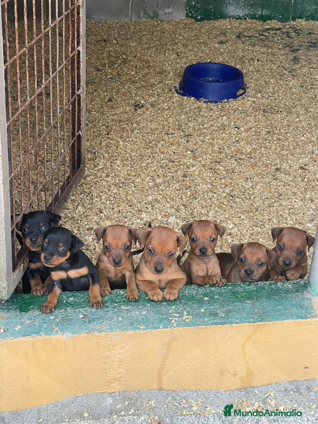 Pinscher Miniatura perros en venta: Pinscher miniatura  - Imagen 10