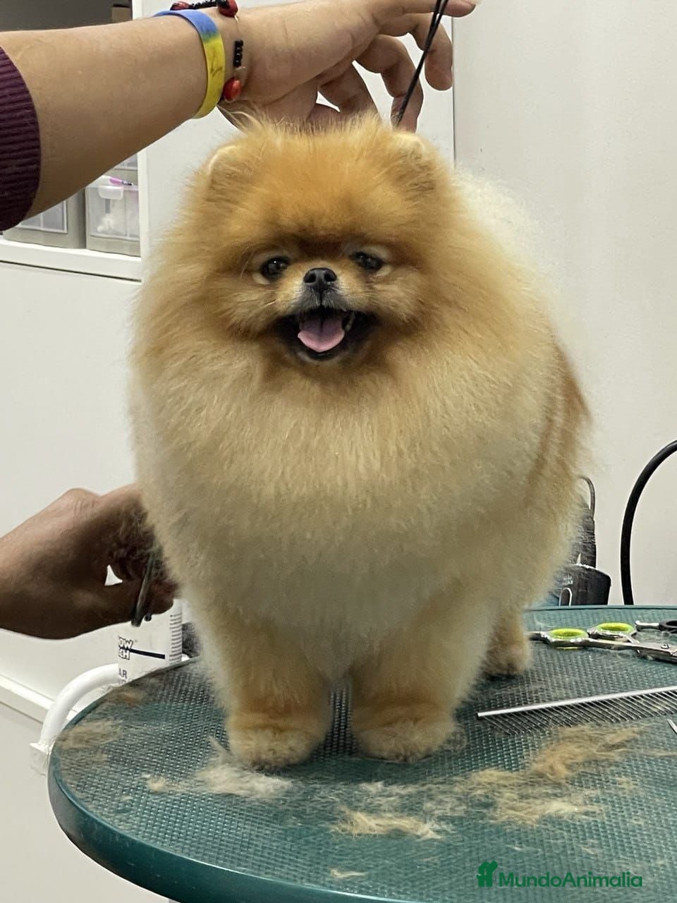 Pomerania perros Macho y hembra de lulu de pomerania  - Anuncio 1