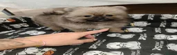 Pomerania perros en venta: Pomerania Toy - Anuncio 4