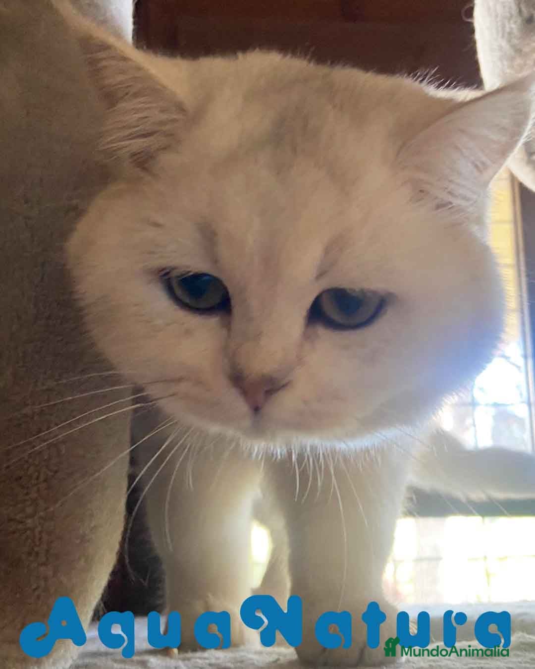 Británico de Pelo Corto gatos British Macho 7794 AQUANATURA - Anuncio 4