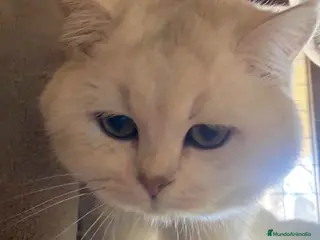 Británico de Pelo Corto gatos British Macho 7794 AQUANATURA - Anuncio 4