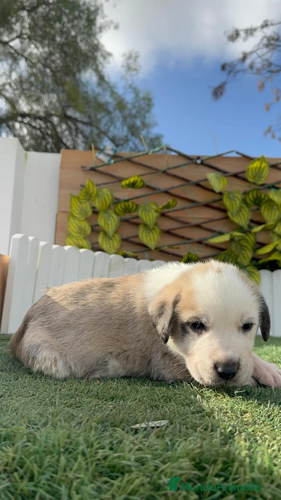 Mastín Español perros en venta: MASTIN ESPAÑOL - Anuncio 4