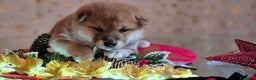 Shiba Inu perros en venta: Shiba Inu - Anuncio 3