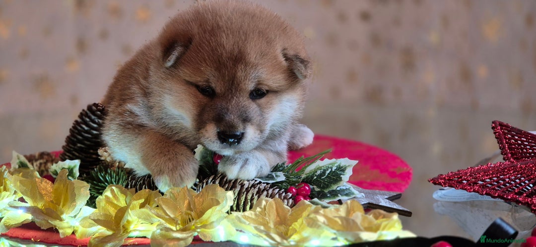 Shiba Inu perros en venta: Shiba Inu - Anuncio 3