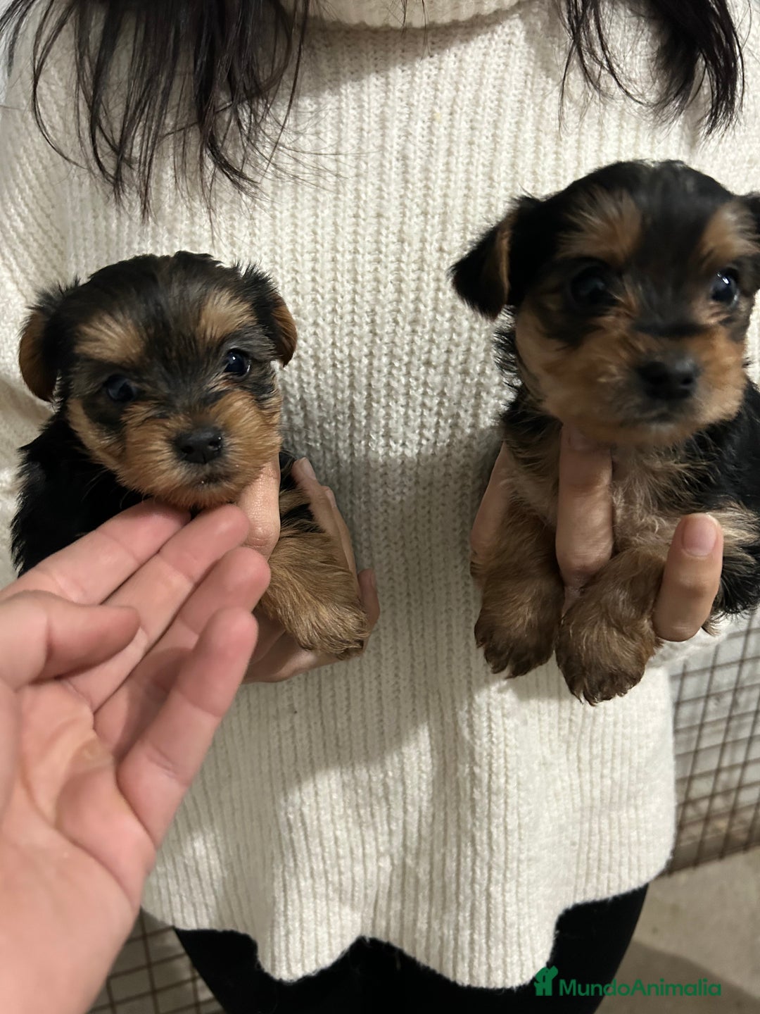 Yorkshire Terrier perros en venta: yorkshire  - Imagen 2
