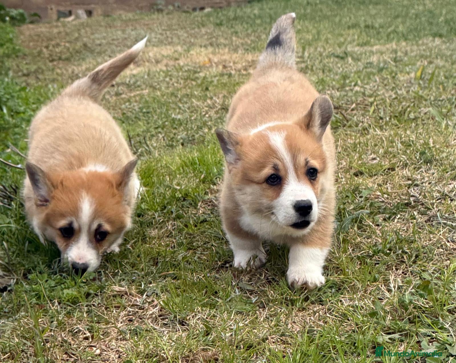 Welsh Corgi Pembroke perros cachorros Corgi familiar niños Valencia madrid - Anuncio 2