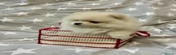 Pomerania perros en venta: Pomerañia  toy  - Anuncio 8