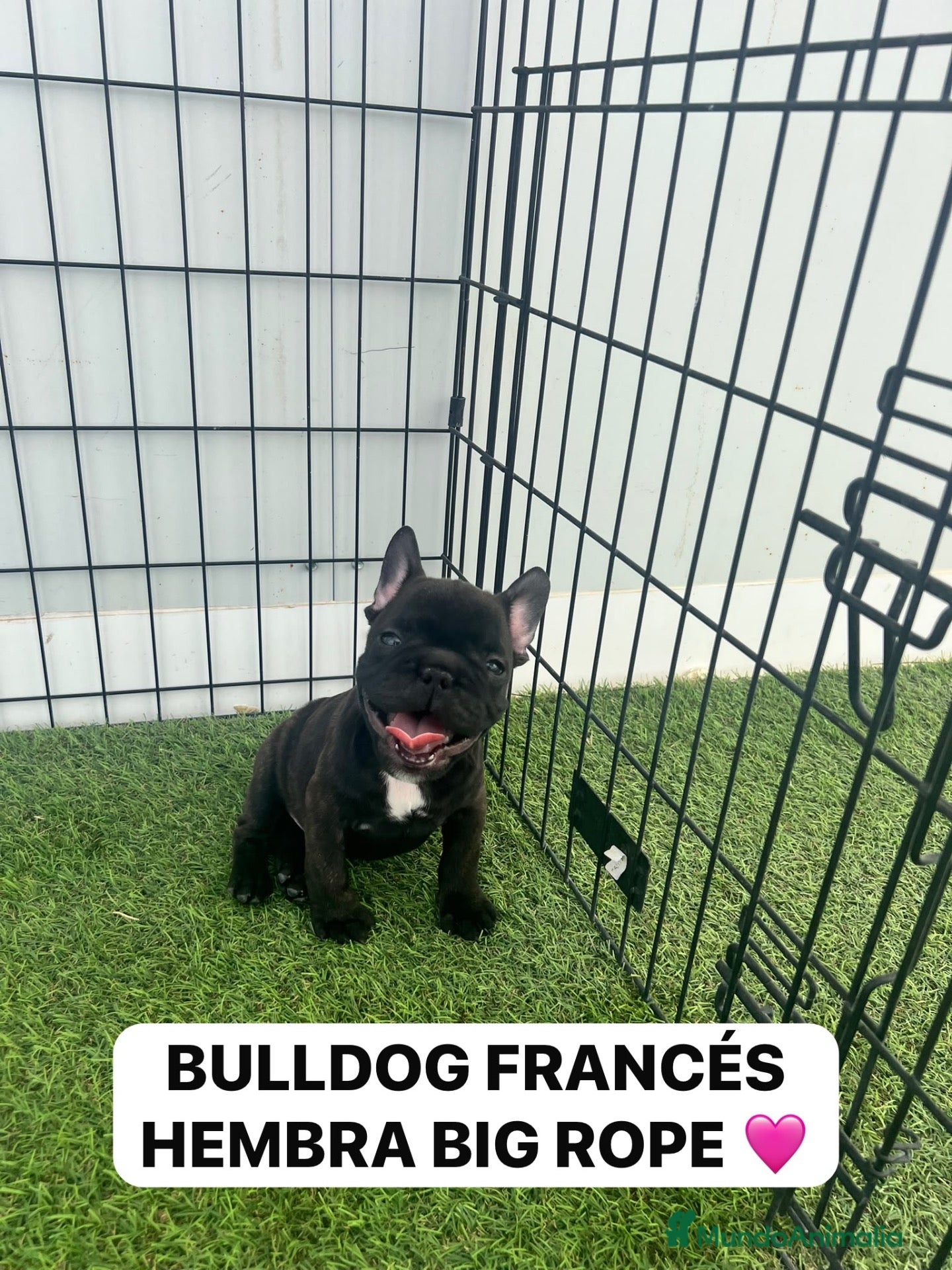 Bulldog Francés perros DOS CACHORRAS PRECIOSAS BULLDOG FRANCÉS BIG ROPE  - Anuncio 2
