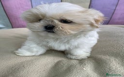 Shih Tzu perros en venta: Shih tzu Macho para reservar muy bonito !!! - Imagen 5