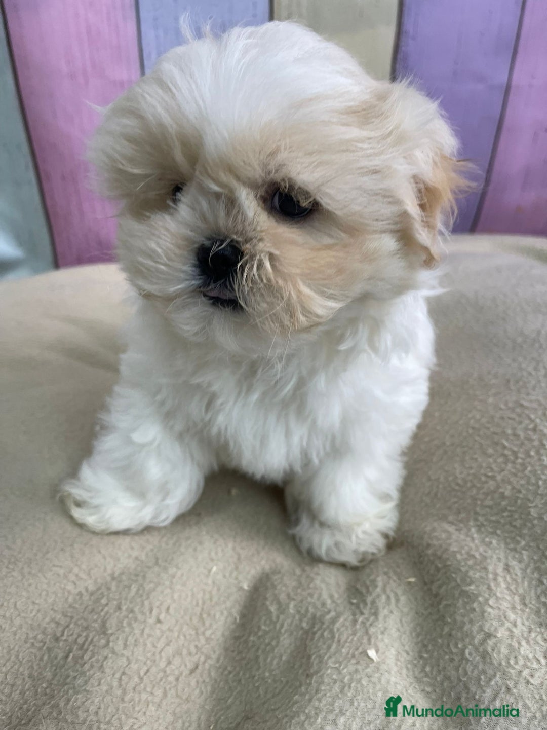 Shih Tzu perros en venta: Shih tzu Macho para reservar muy bonito !!! - Imagen 5