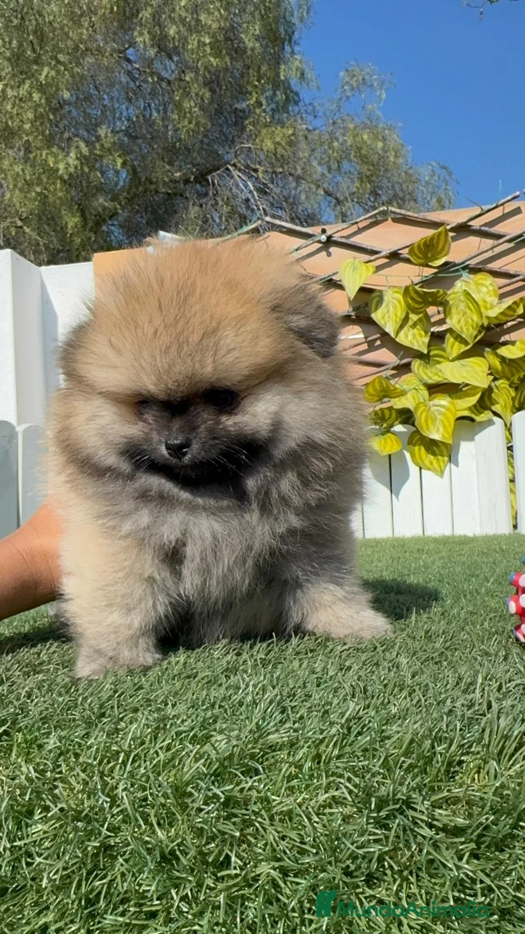 Pomerania perros en venta: POMERANIA - Anuncio 2