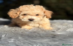 Caniche Toy perros en venta: Caniche Apricot Toy  - Anuncio 2