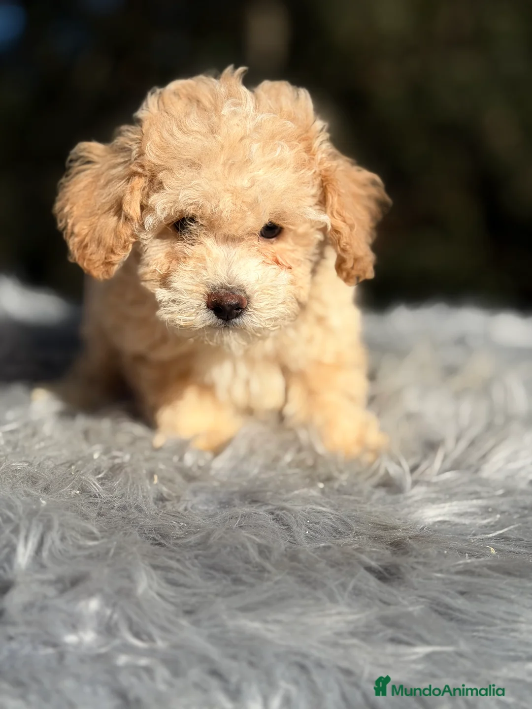 Caniche Toy perros en venta: Caniche Apricot Toy  - Anuncio 2