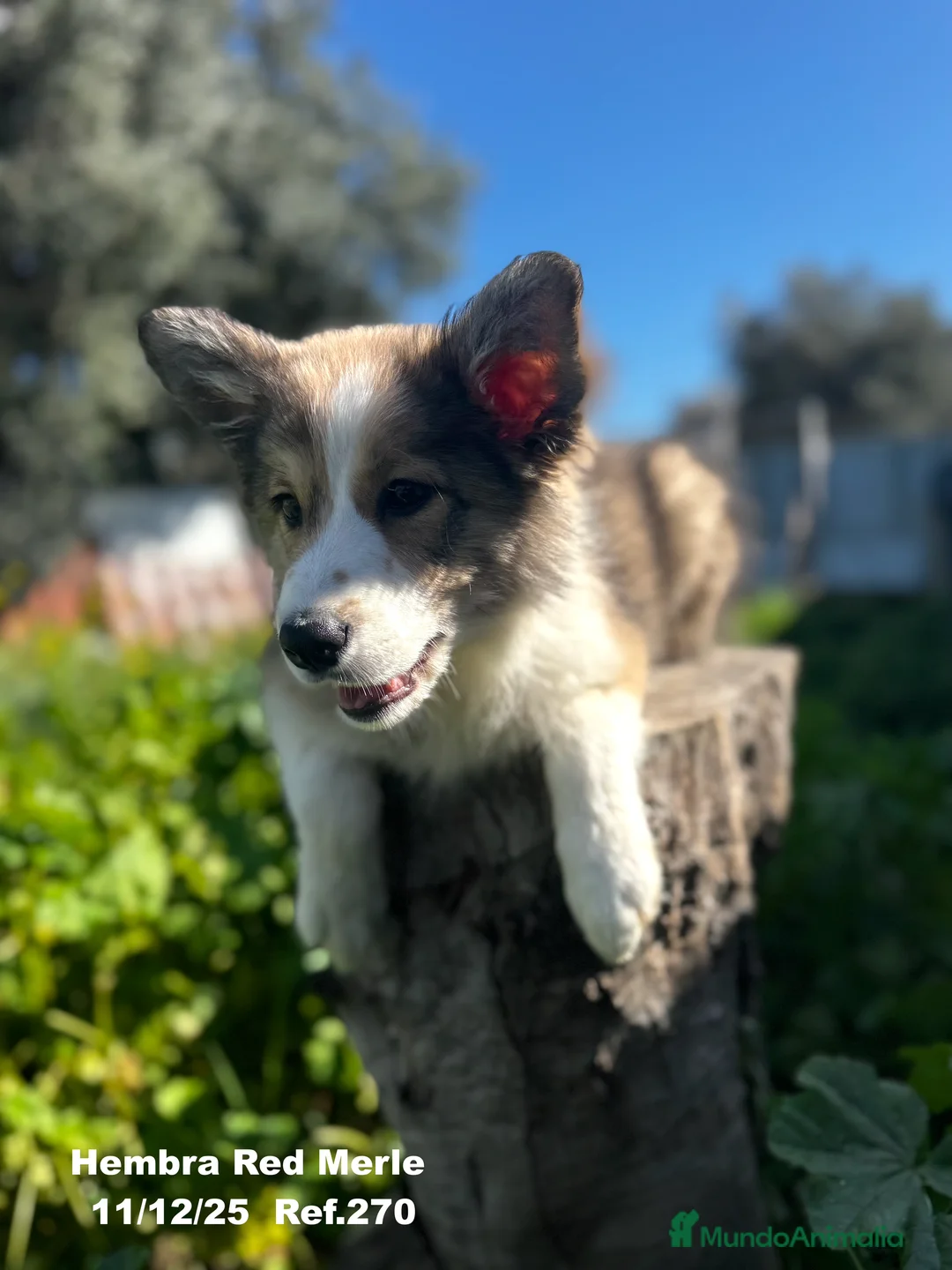 Border Collie perros en venta: Border Collie De Villa Biznaga - Anuncio 11