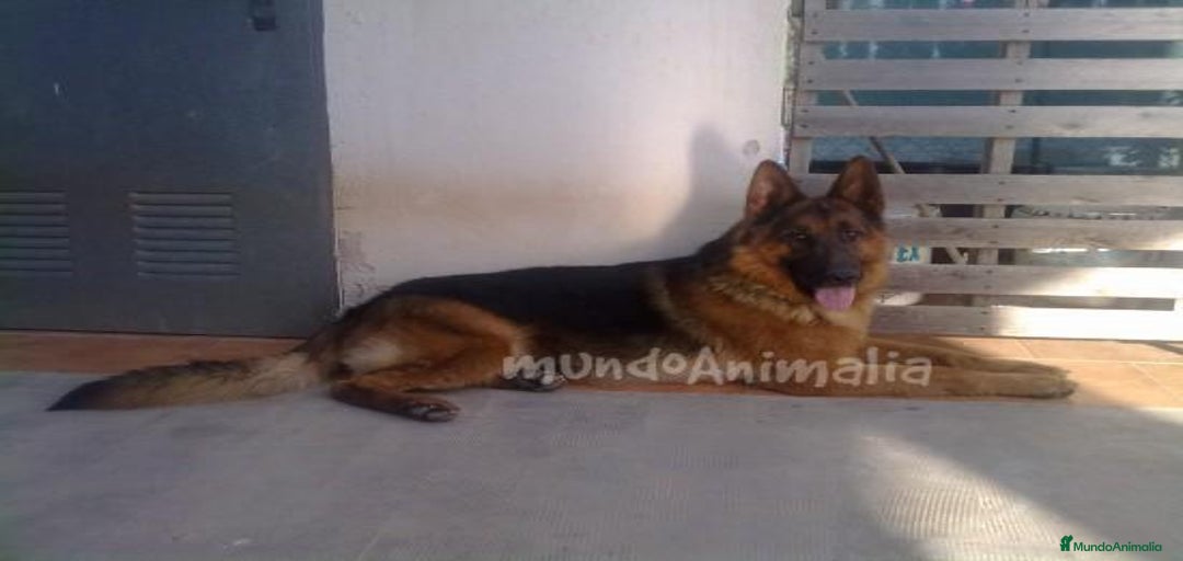 Imagen de galería {{count}}