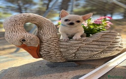Chihuahua perros en venta: Chihuahua pelo corto fotos actuales  - Imagen 2