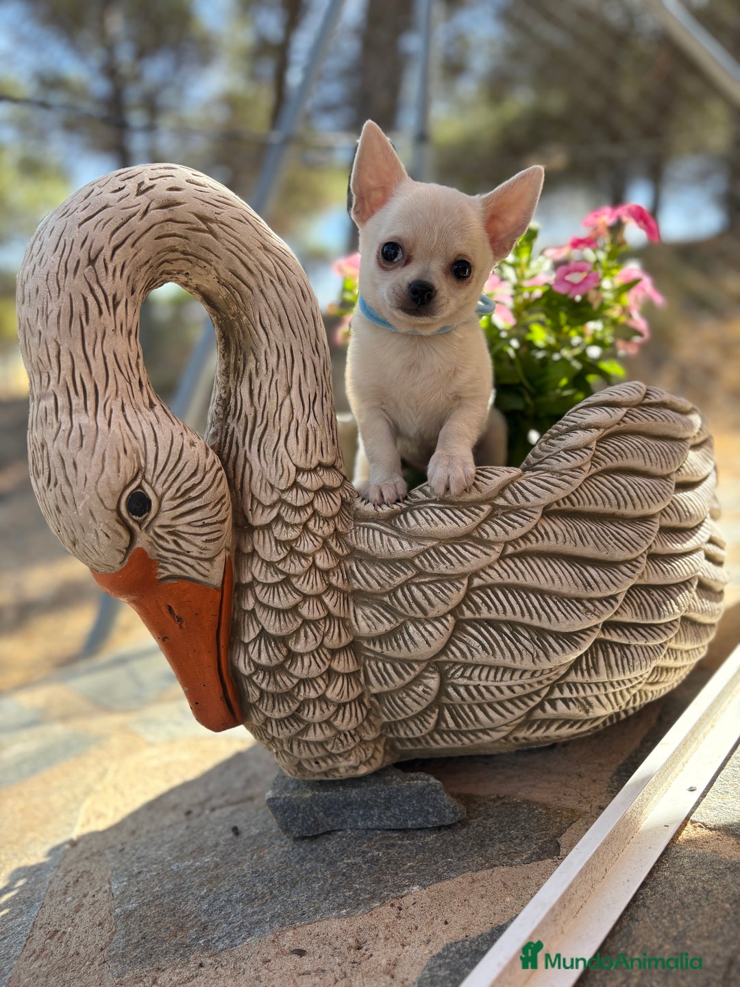 Chihuahua perros en venta: Chihuahua pelo corto fotos actuales  - Imagen 2