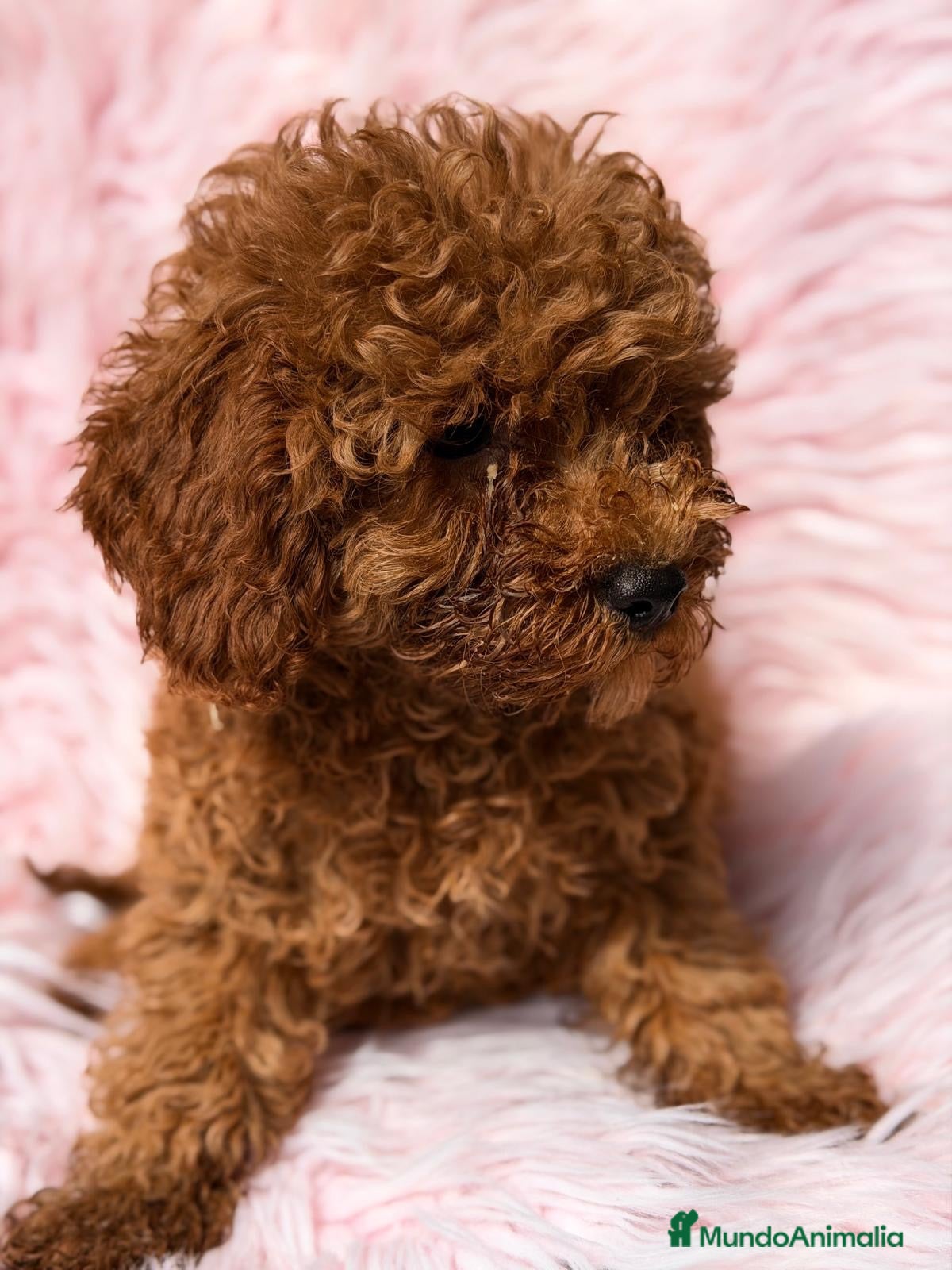 Caniche Mediano perros  Caniche hembra  - Anuncio 1