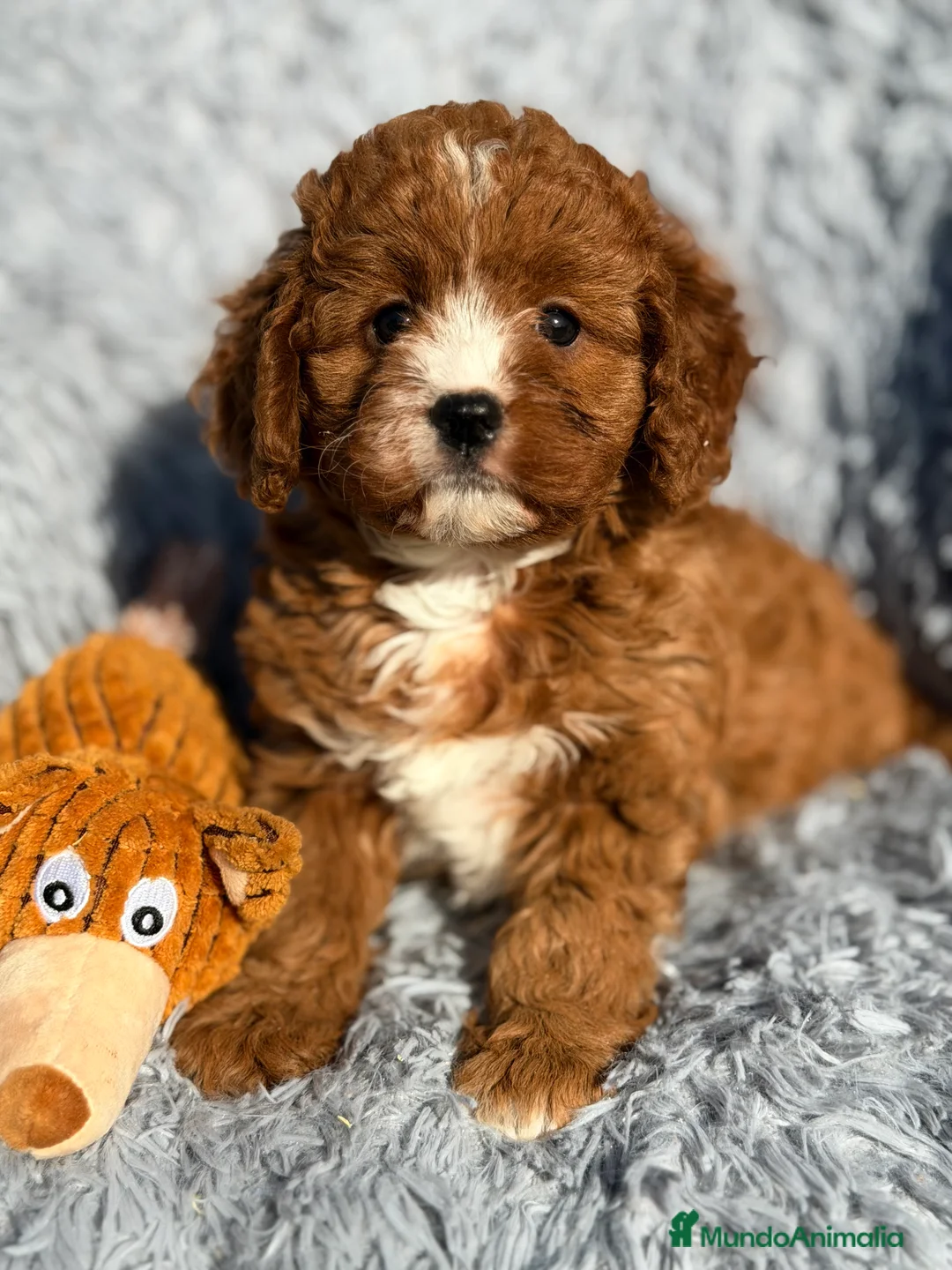 Cavapoo perros en venta: Cavapoo hembra  - Anuncio 3