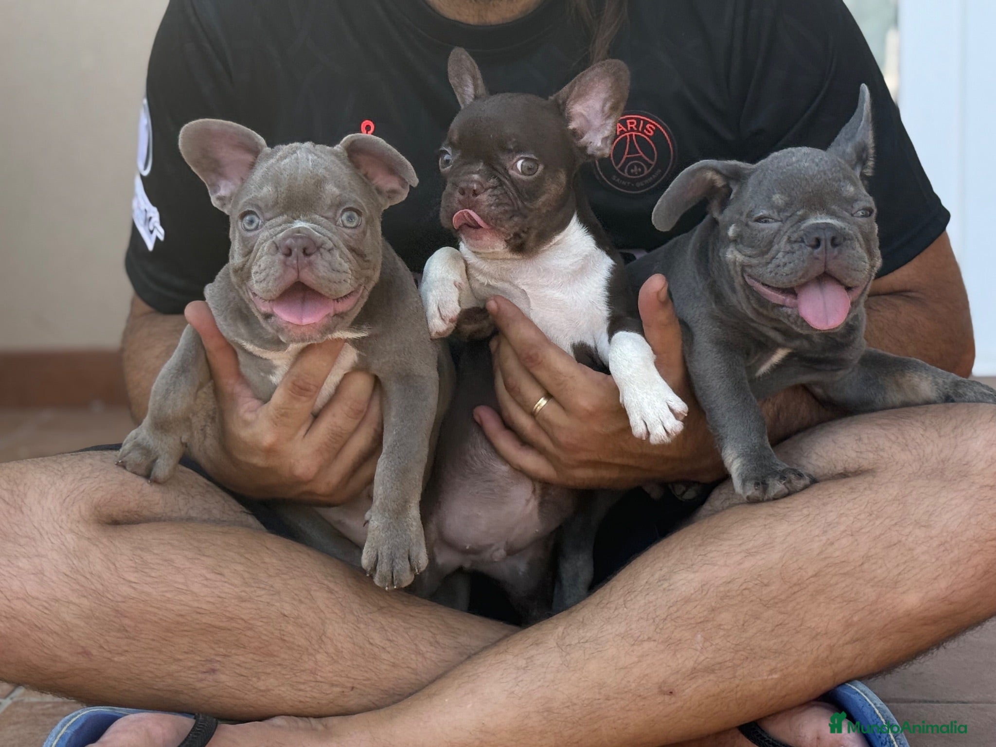 Bulldog Francés perros Bulldog francés exótico  - Anuncio 1
