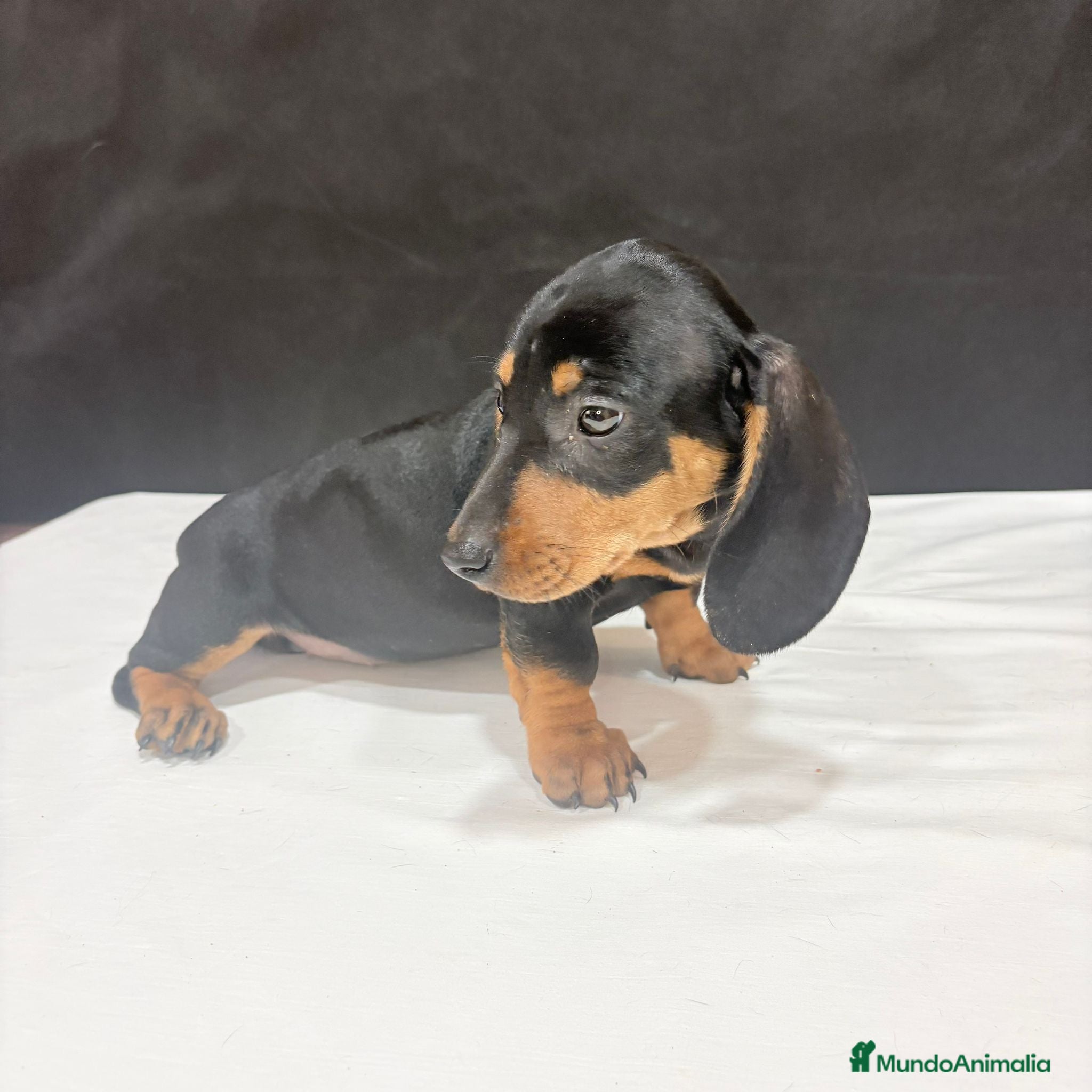 Teckel Miniatura perros Teckel Miniatura  - Anuncio 1