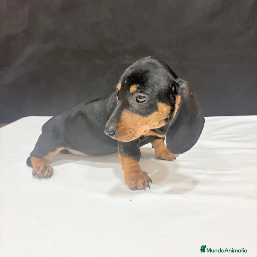 Teckel Miniatura perros en venta: Teckel Miniatura  - Anuncio 1